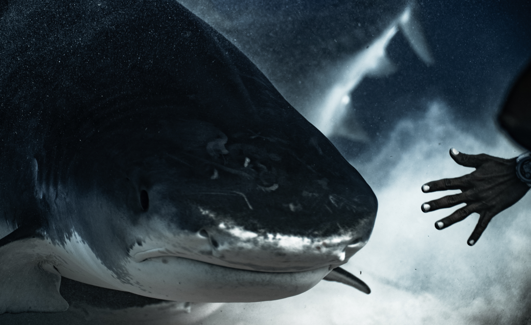 SSI Shark Ecology Specialty