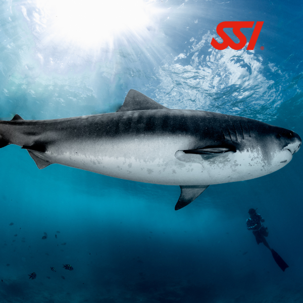 SSI Shark Ecology Specialty