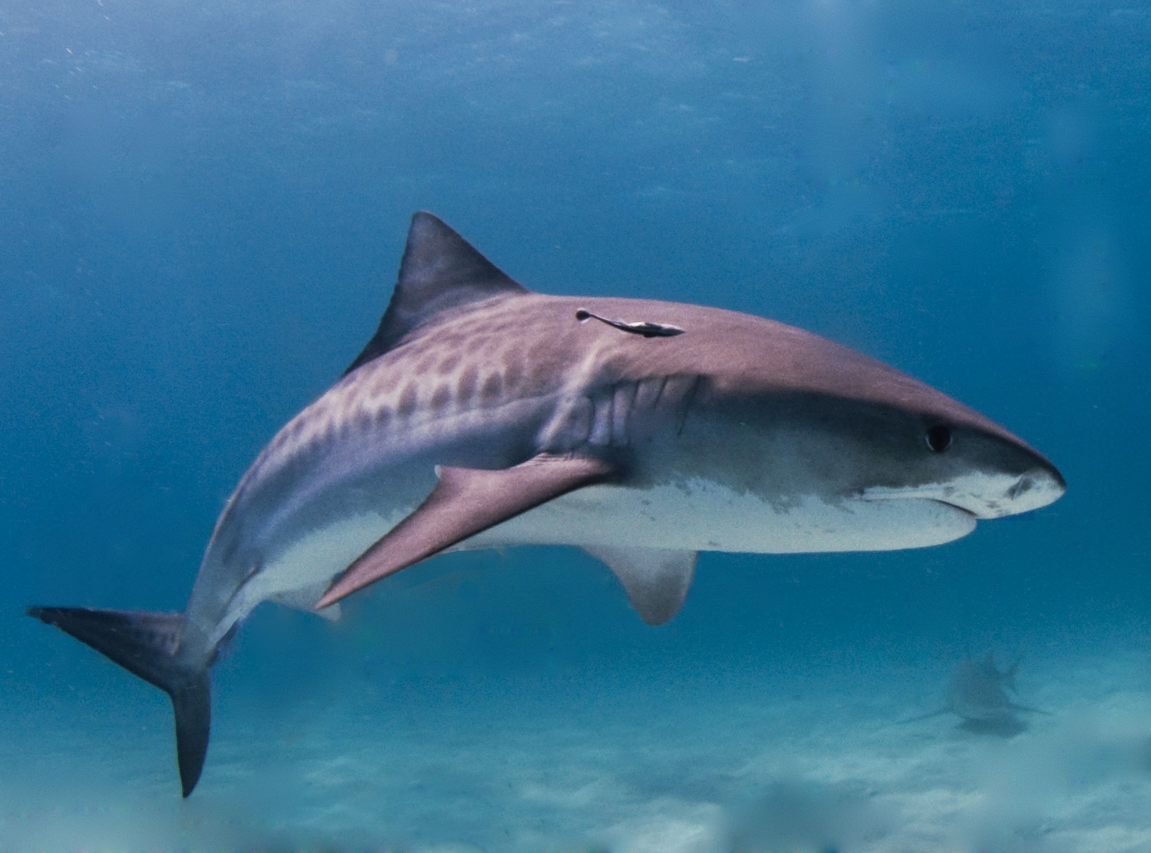 Thrilling Shark Dive