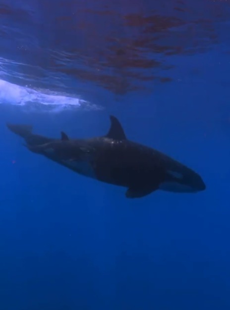 Photo captured by @martini1863