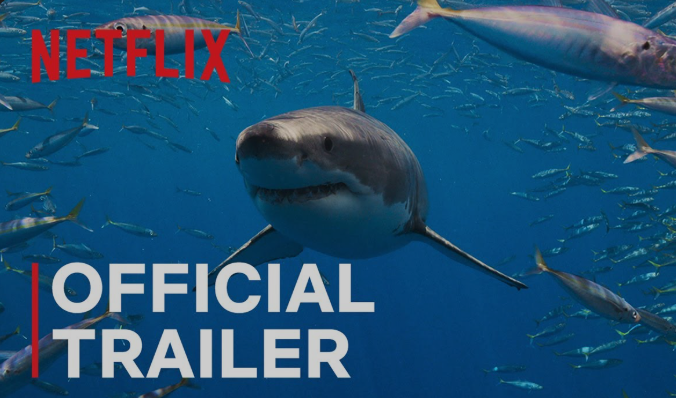   Watch All the Sharks | Netflix Official Site  