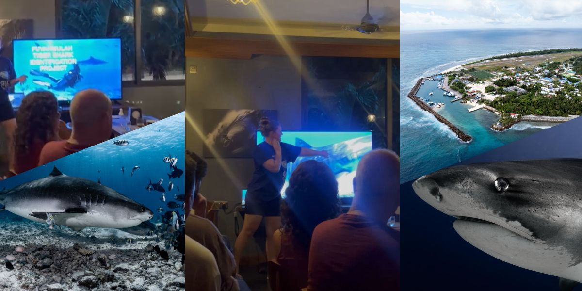 “Shark presentations now happen weekly at Fuvahmulah Scuba Club join us to learn from our resident expert.”