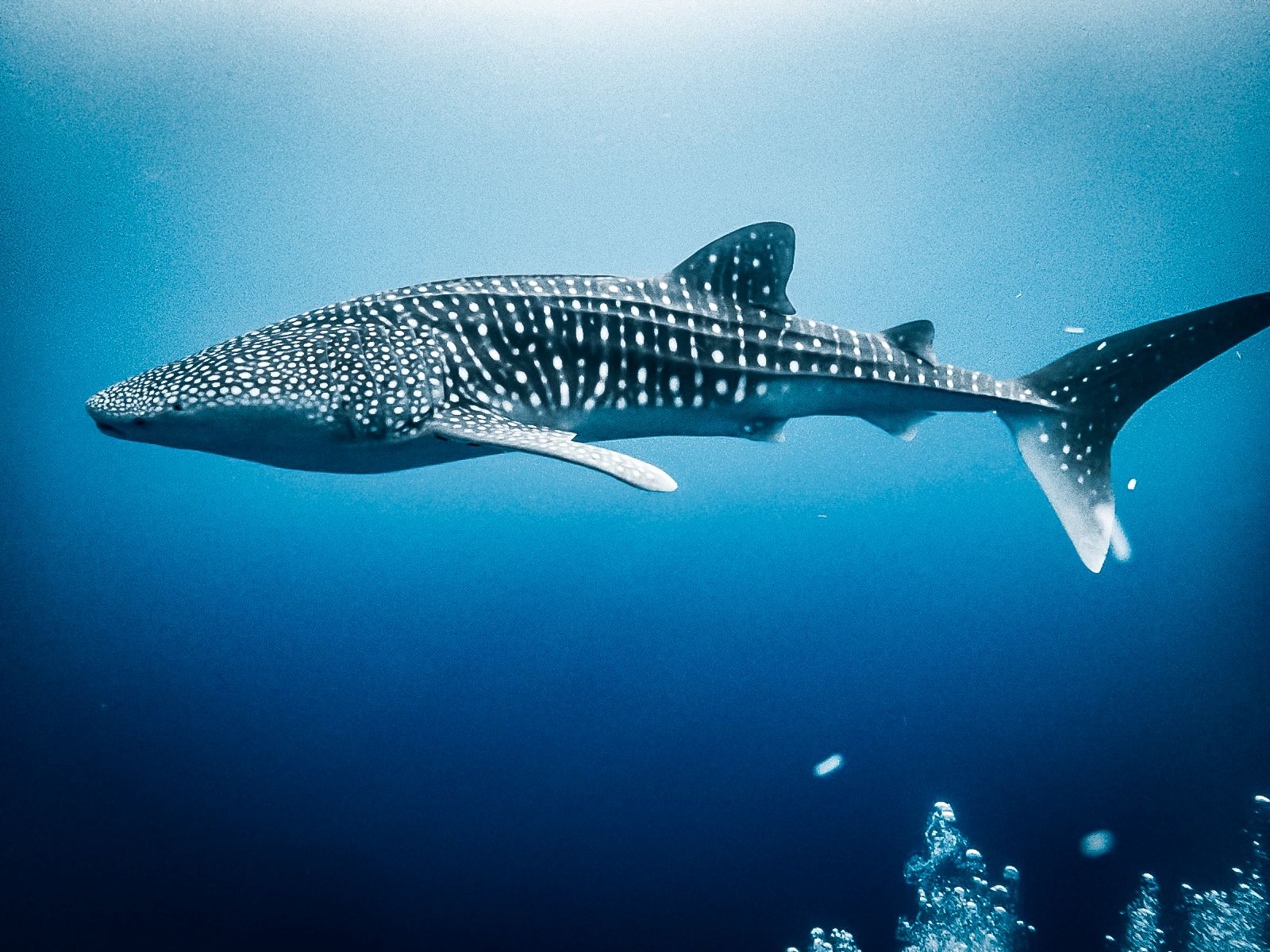 Photos Captured by our in-house diver Arun @arunraghwani , Post-Edit by Joyce