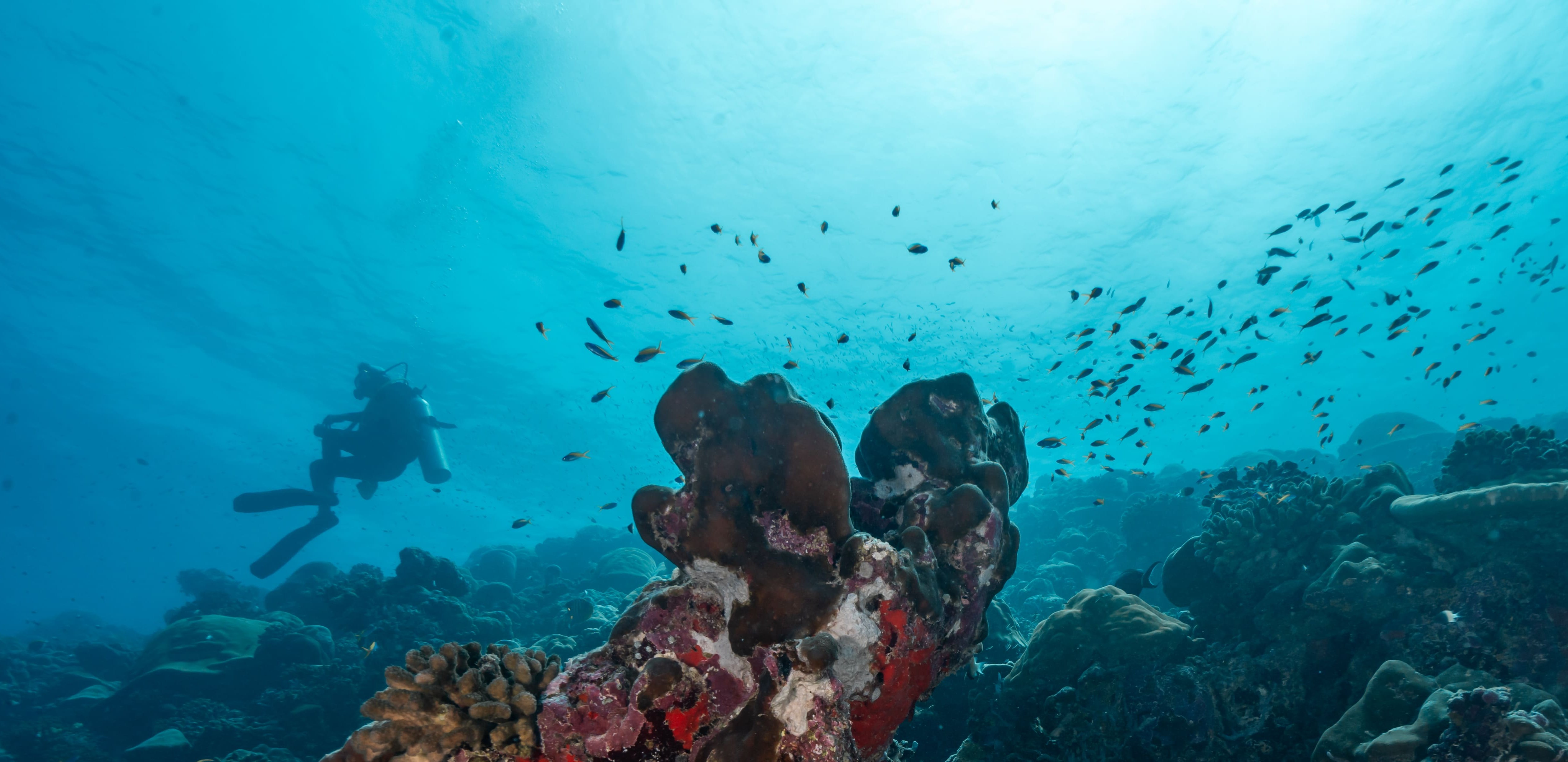 A garden of colorful corals at Thundi divesite