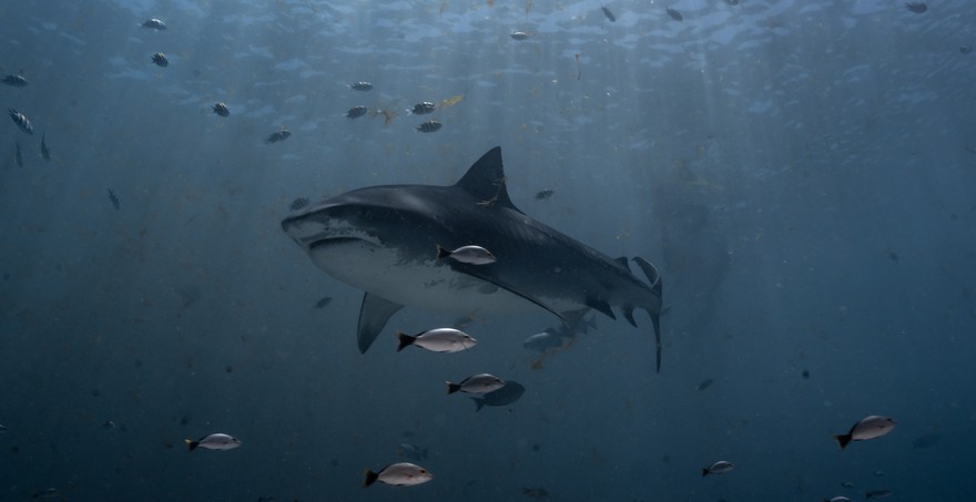 Tiger shark (Galeocerdo cuvier) photographed in Fuvahmulah Tiger point  