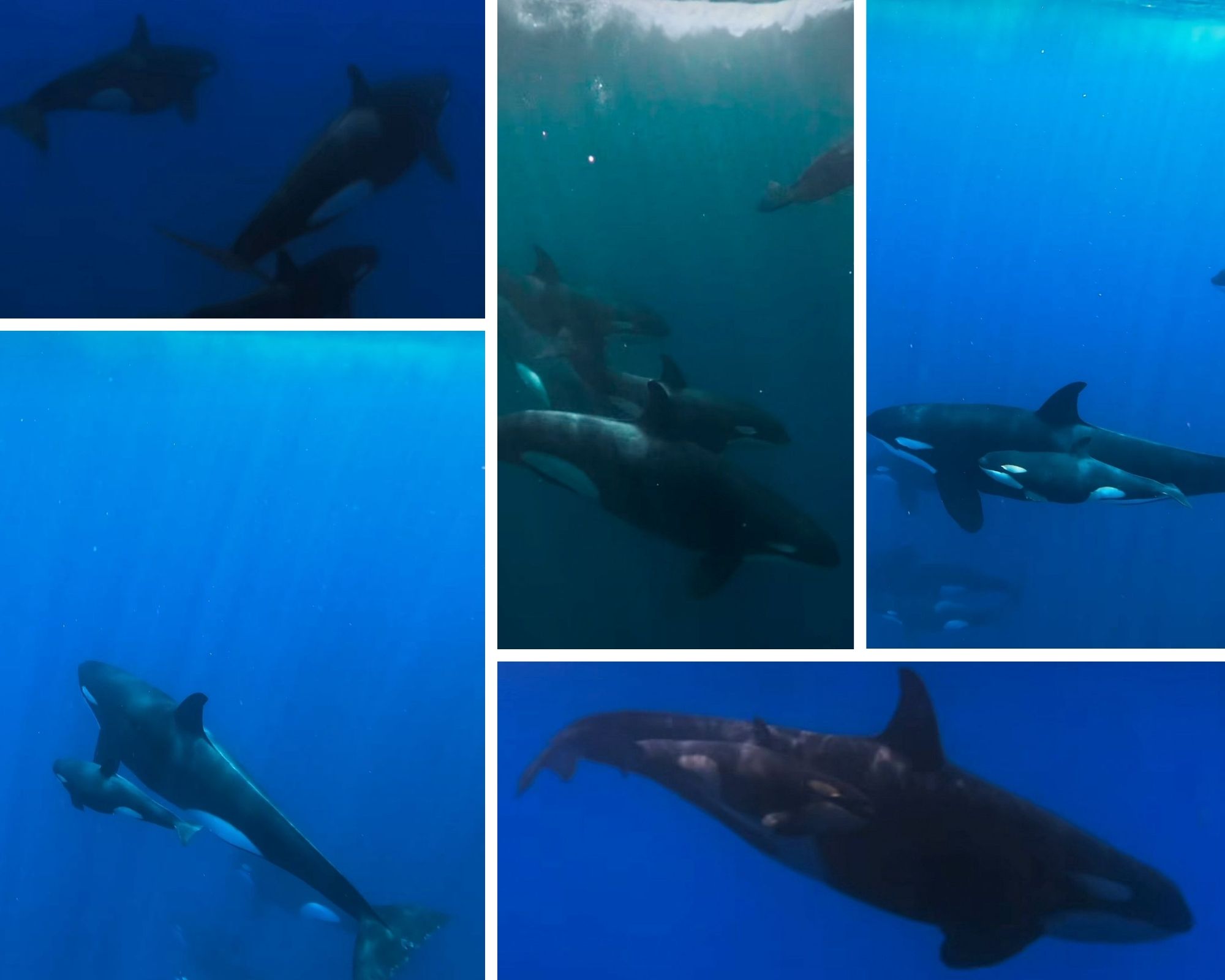 Photography by local island dive guide Aahil (@localfemunu) and dive travel partner Martini (@martini1863), captured in Fuvahmulah.