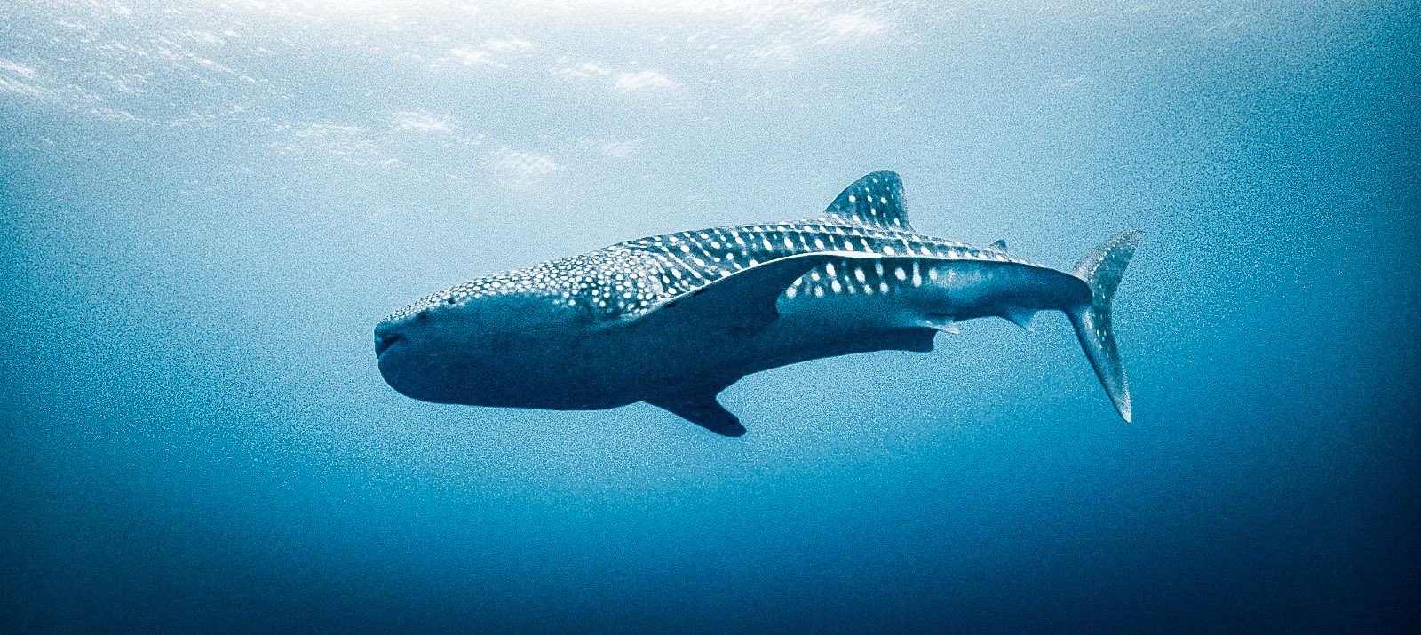 Photo Captured by our in-house diver Arun&nbsp;@arunraghwani&nbsp;, Post-Edit by Joyce