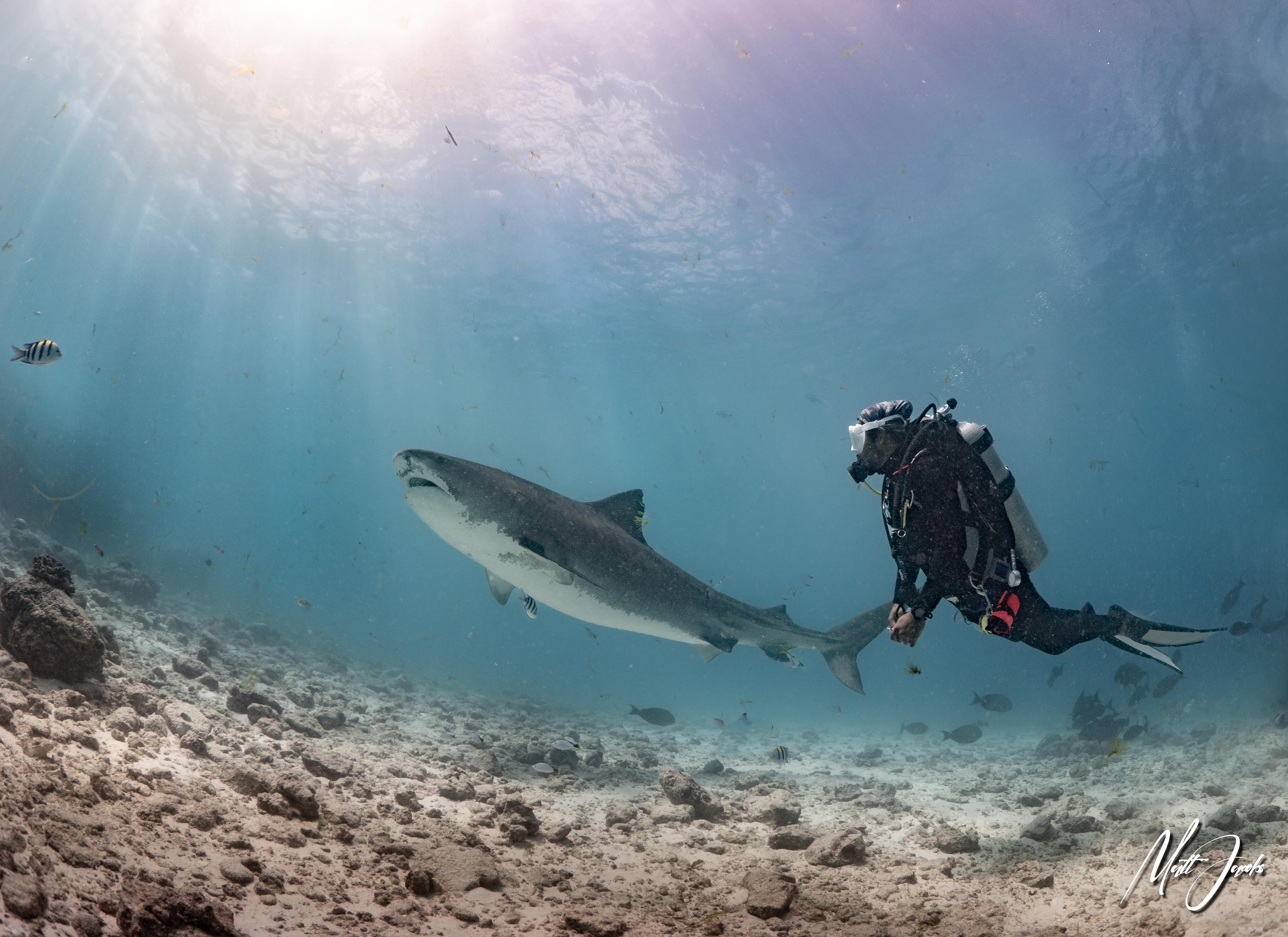 @fuvahmulahscubaclub