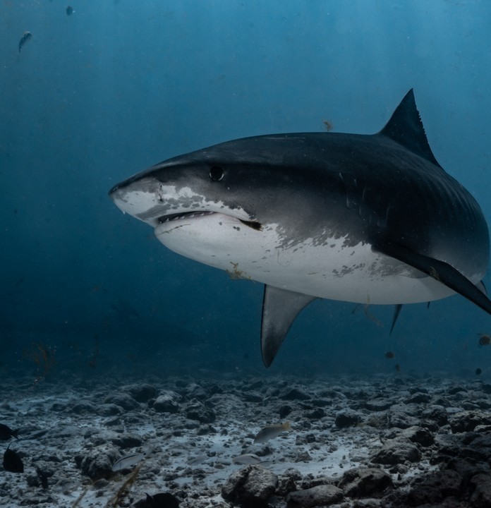 Thrilling Shark Dive