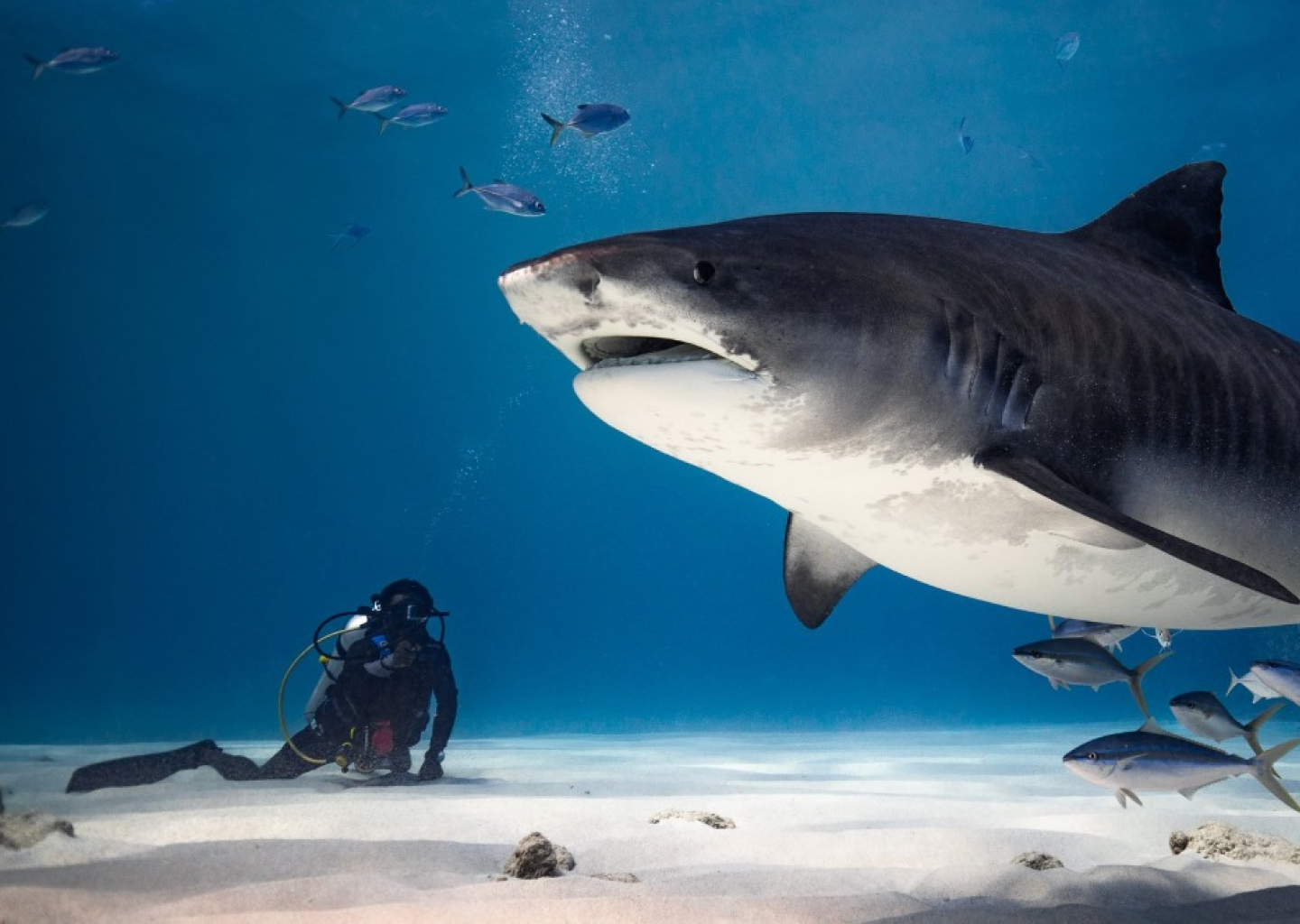 Fuvahmulah Scuba Club