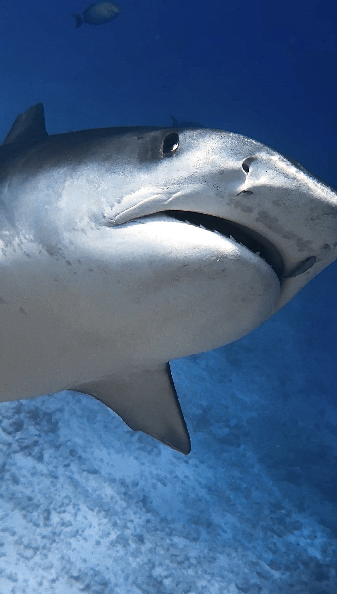 LAST-MINUTE ALL INCLUSIVE PACKAGE DIVE OFFER - Receive 20% Discount