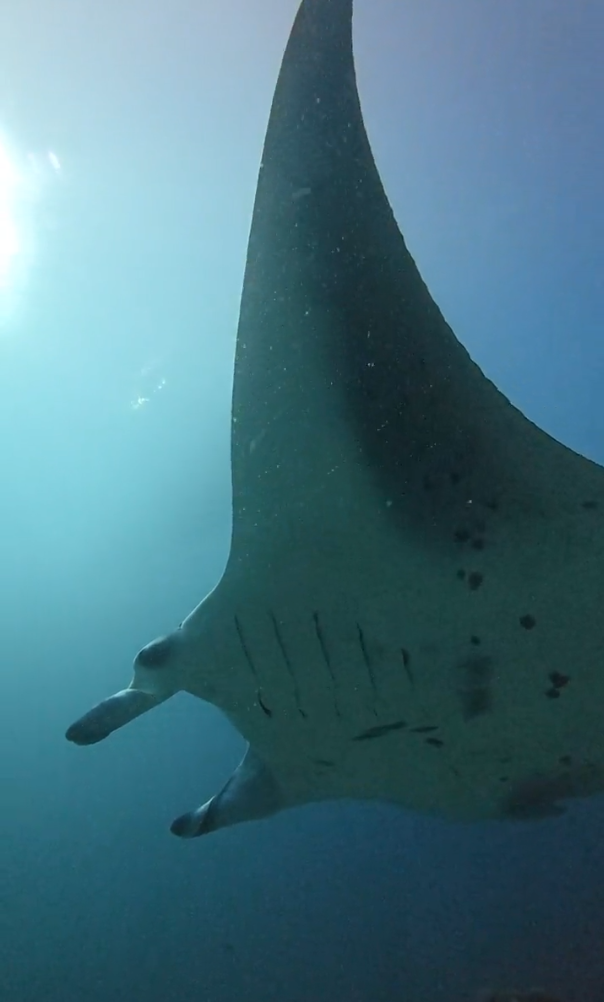 SOUTH ARI ATOLL DIVE SPECIAL — $60/DIVE, EQUIPMENT INCLUDED