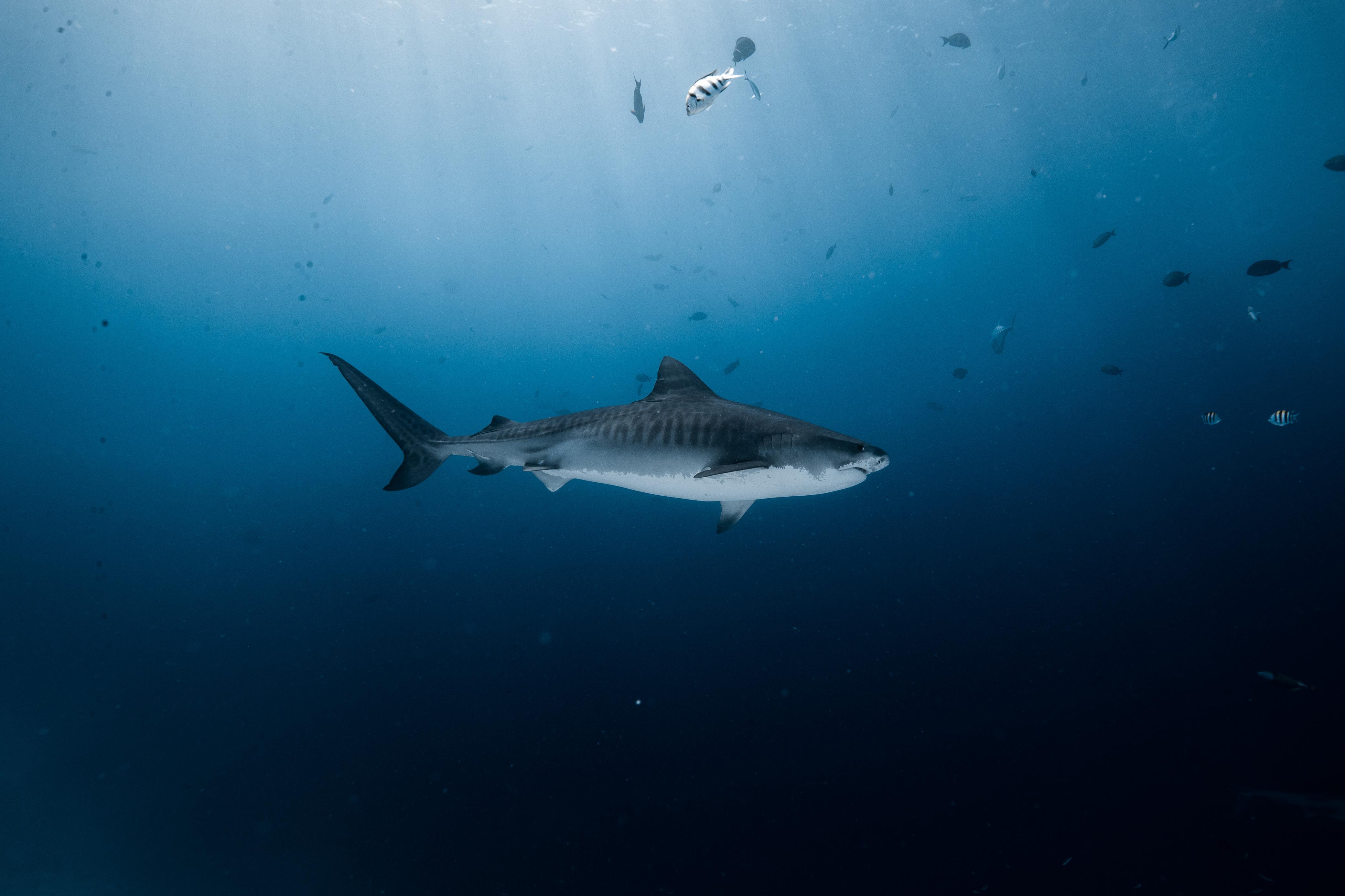 FREE Bonus Dives in Fuvahmulah