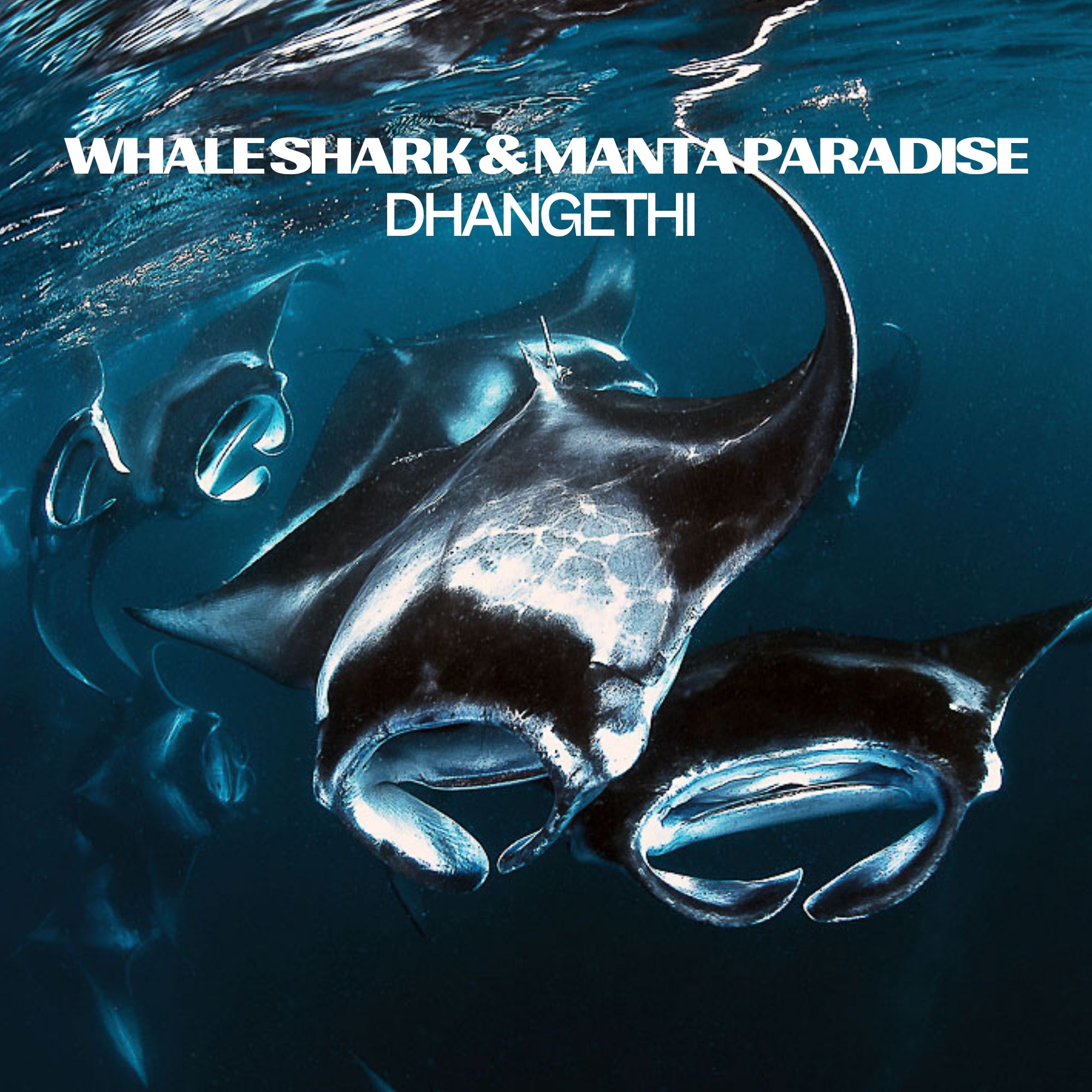 DHANGETHI & COMBO PACKAGE OFFER - Save 20% and Dine Overwater